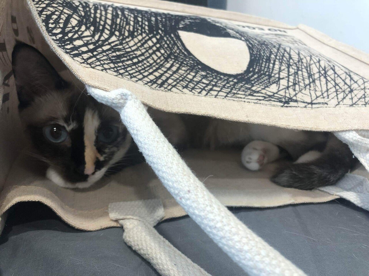 今日のムルク 29th July ムルクの寝床の巻 すっかり麻素材のエコバッグが気に入ったムルクはすっぽり中に入ってお昼寝 最近私の仕事が忙しい ムルクは仕事中はとても大人しいけど ホントは遊んでほし Mariko マレーシアで猫と暮らす Note