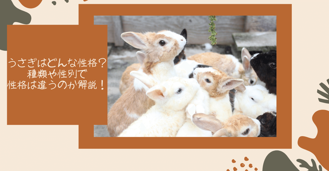 うさぎはどんな性格 種類や性別で性格は違うのか解説 うさぎの杜の学校 仮校舎 Note うさぎはどんな性格 種類や性別で性格は違うのか解説 うさぎの杜の学校 仮校舎 Note