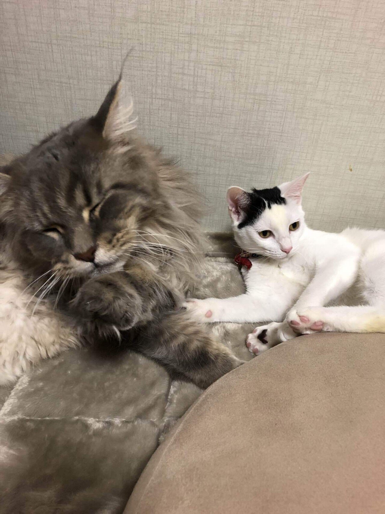 猫下僕日記 21.7.30．｜蓮場しゅり｜note