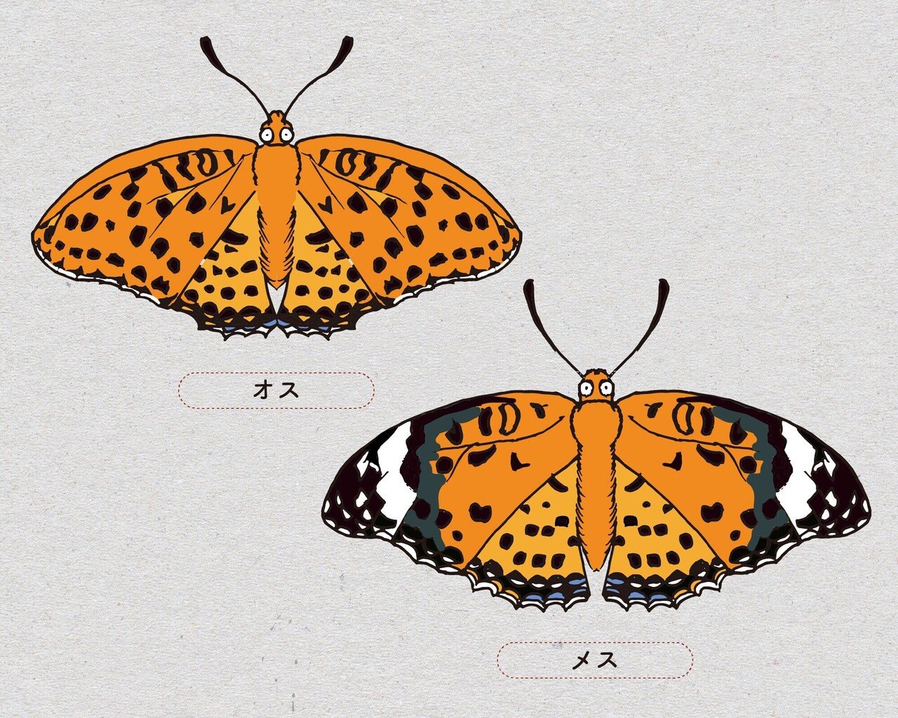 オンライン版 身近で気になる昆虫展 前編 身近で気になる昆虫ランキング Best 50 浜松科学館 みらいーら オンライン版 身近で気になる昆虫展 前編 身近で気になる昆虫ランキング Best 50 浜松科学館 みらいーら
