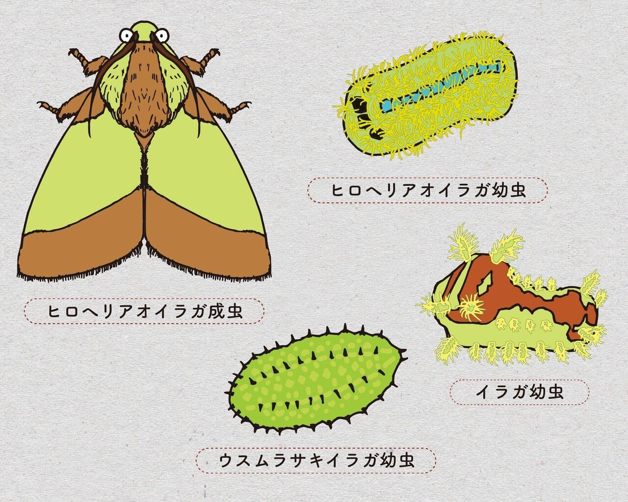 黒タタキSL/朱天黒 天草産天然流木 〔爬虫類・昆虫①〕 - 通販