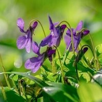 枕草子 はしたなきもの 羽田さえ Note 枕草子 はしたなきもの 羽田さえ Note