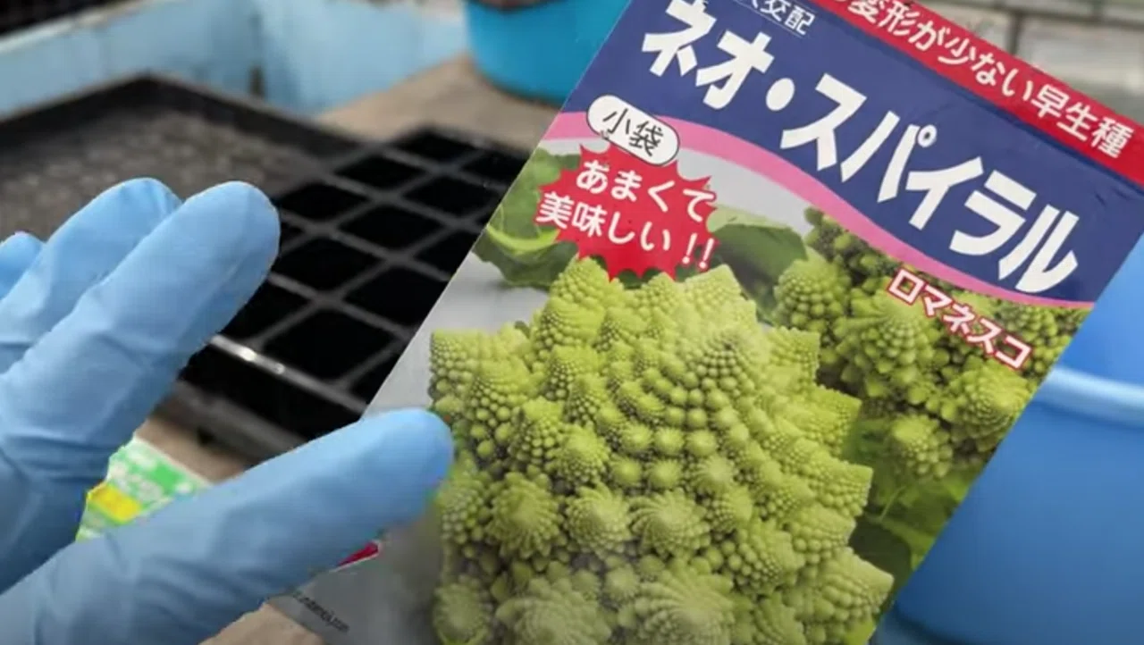あなたの好みはどれ カリフラワー露地栽培 井上寅雄農園 井上隆太朗 Note あなたの好みはどれ カリフラワー露地栽培 井上寅雄農園 井上隆太朗 Note