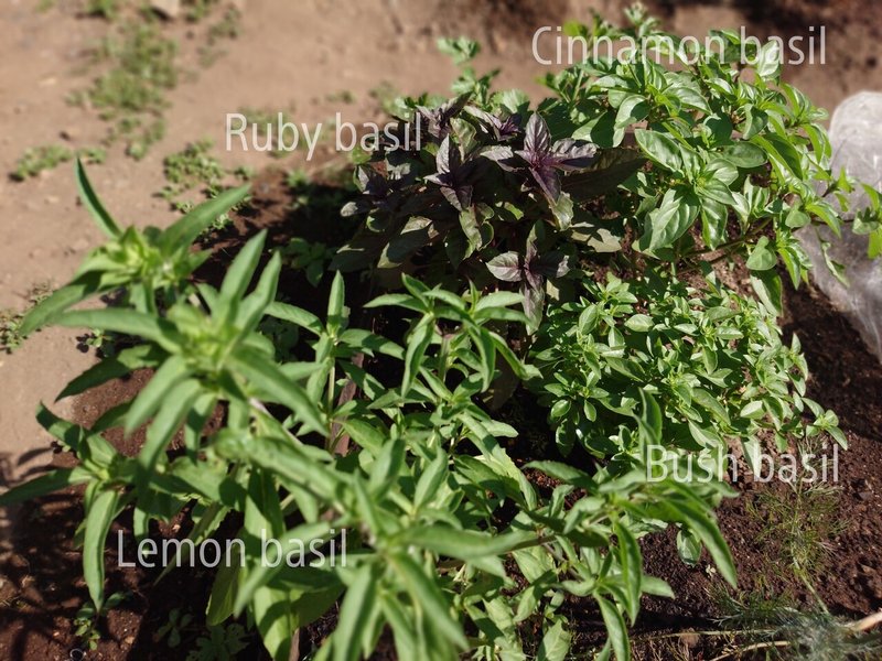 ちっちゃくて可愛い ブッシュバジル つぐみ Note