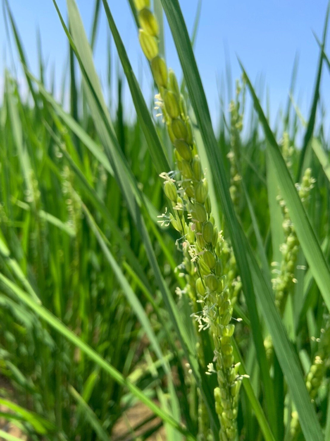 稲の花と雑草ノビエ 見たことありますか 稲ほ舎 Note