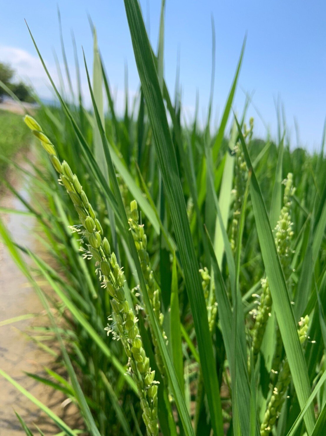 稲の花と雑草ノビエ 見たことありますか 稲ほ舎 Note