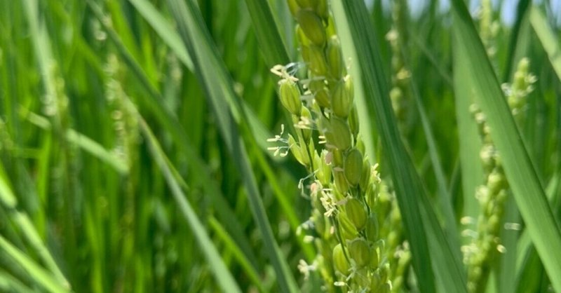 稲の花と雑草ノビエ 見たことありますか 稲ほ舎 Note