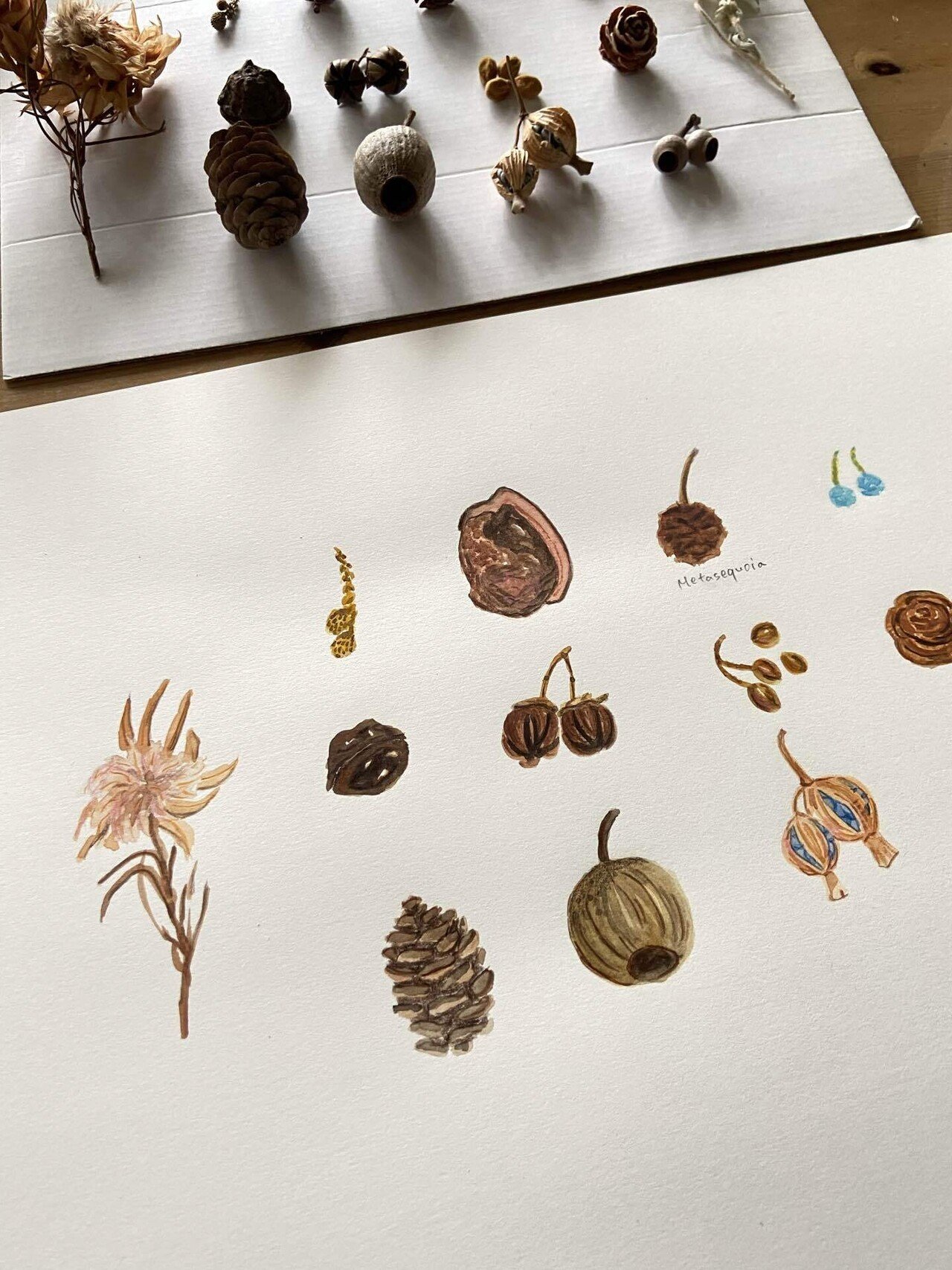 イラスト制作風景 いろんな木の実 マチノニワ イラストレーター Note イラスト制作風景 いろんな木の実 マチノニワ イラストレーター Note