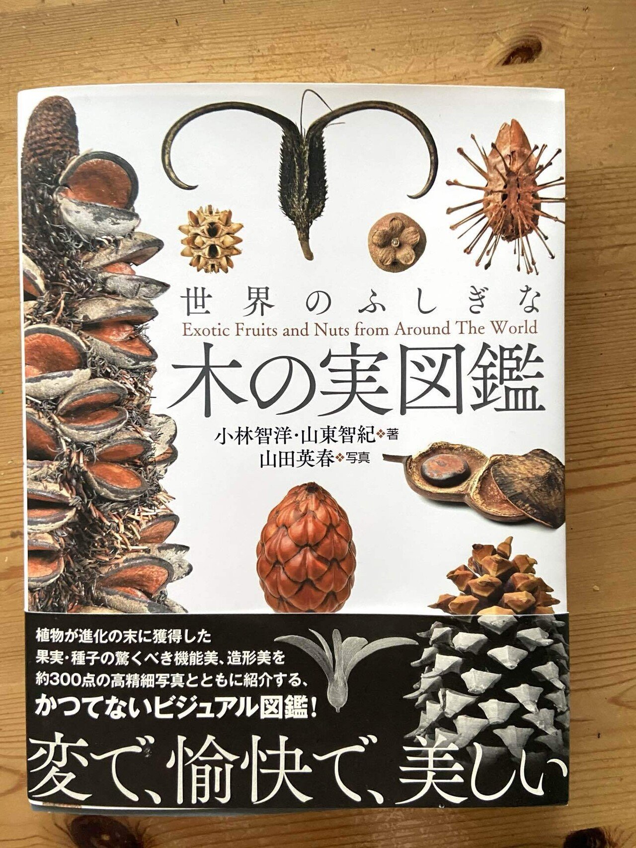 イラスト制作風景 いろんな木の実 マチノニワ イラストレーター Note イラスト制作風景 いろんな木の実 マチノニワ イラストレーター Note