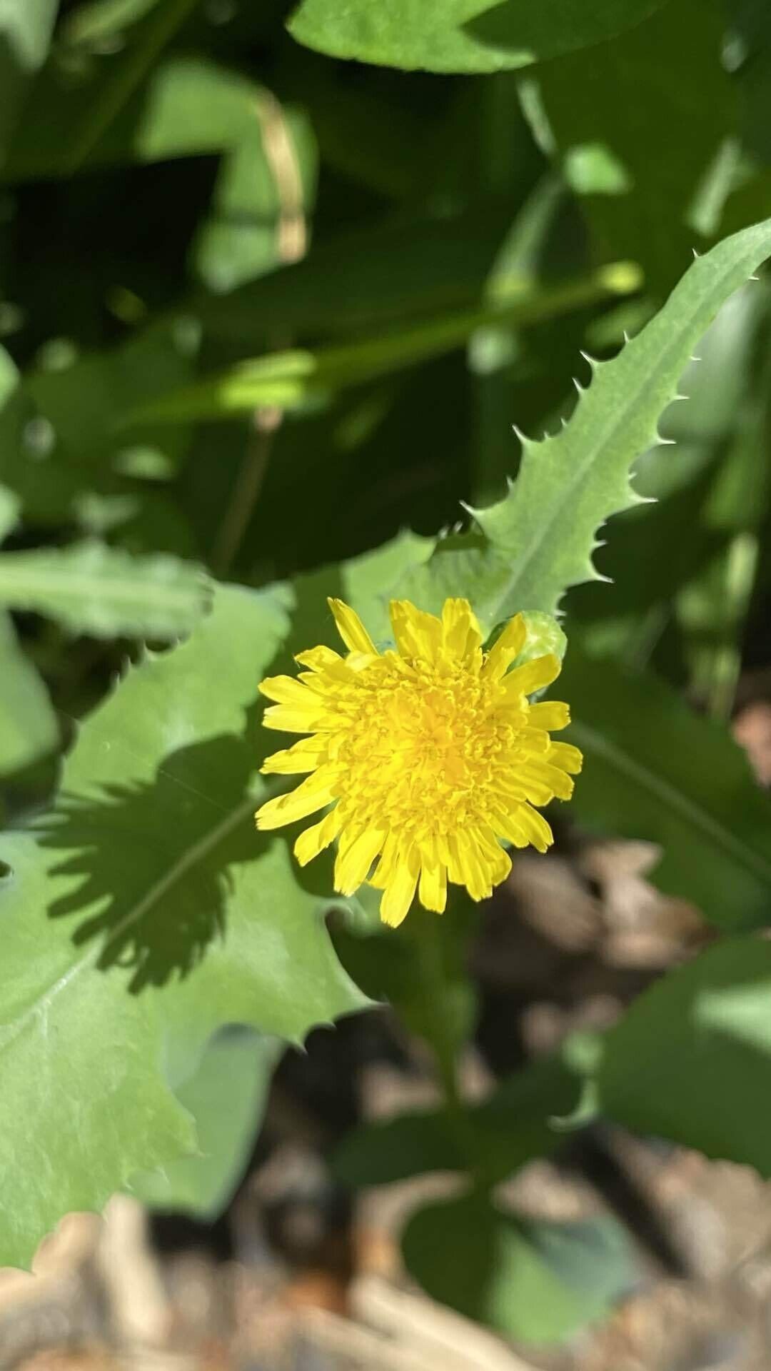 今日の気になる山野草花3 30 31 ノゲシ Zzzkeitacion Note