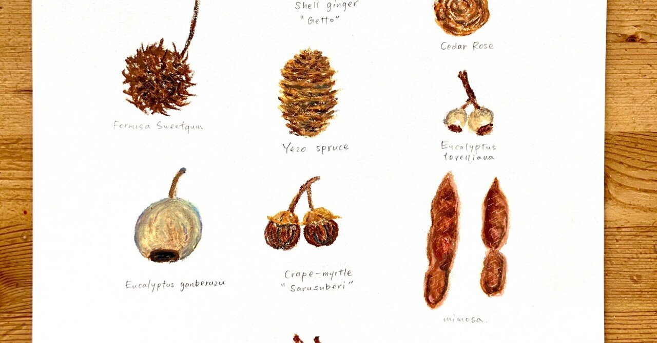 イラスト制作風景 いろんな木の実 マチノニワ イラストレーター Note