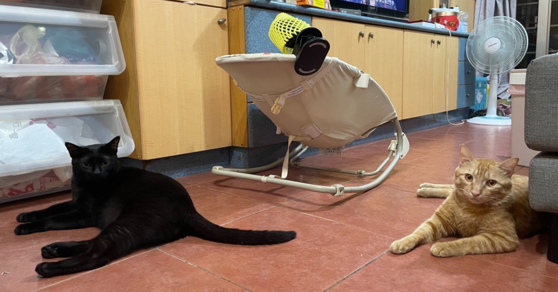 離乳食のツナ缶に 猫たち大興奮 ちさかはるか 台湾に住んでる道産子 Note