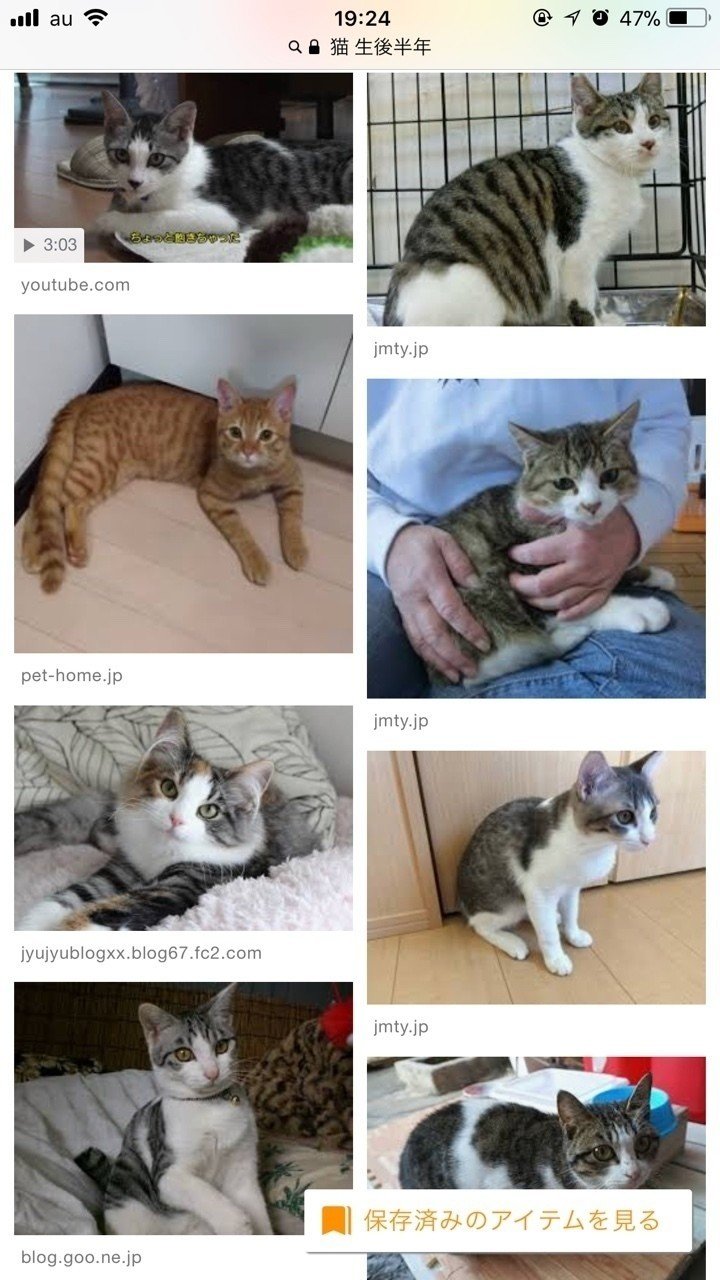 意外に多い 思ってたより猫が大きい件 を解説します おきたなお Note