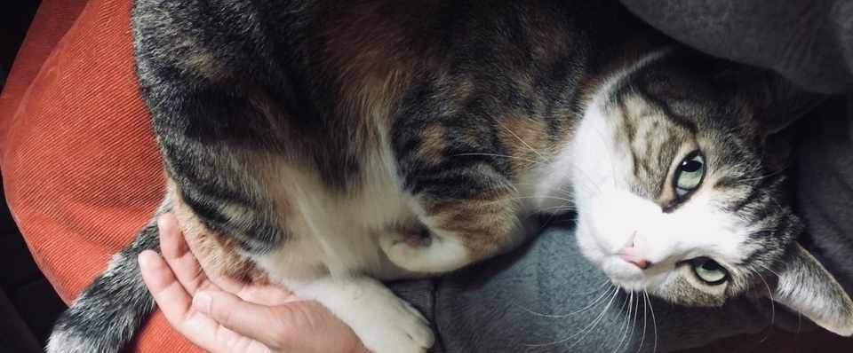 意外に多い 思ってたより猫が大きい件 を解説します おきたなお Note