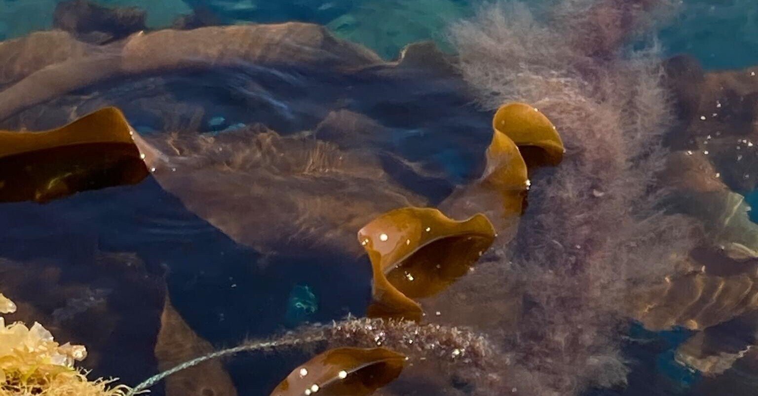 昆布はどこからどこへ行く 真昆布 松田真枝 Note 昆布はどこからどこへ行く 真昆布 松田真枝 Note