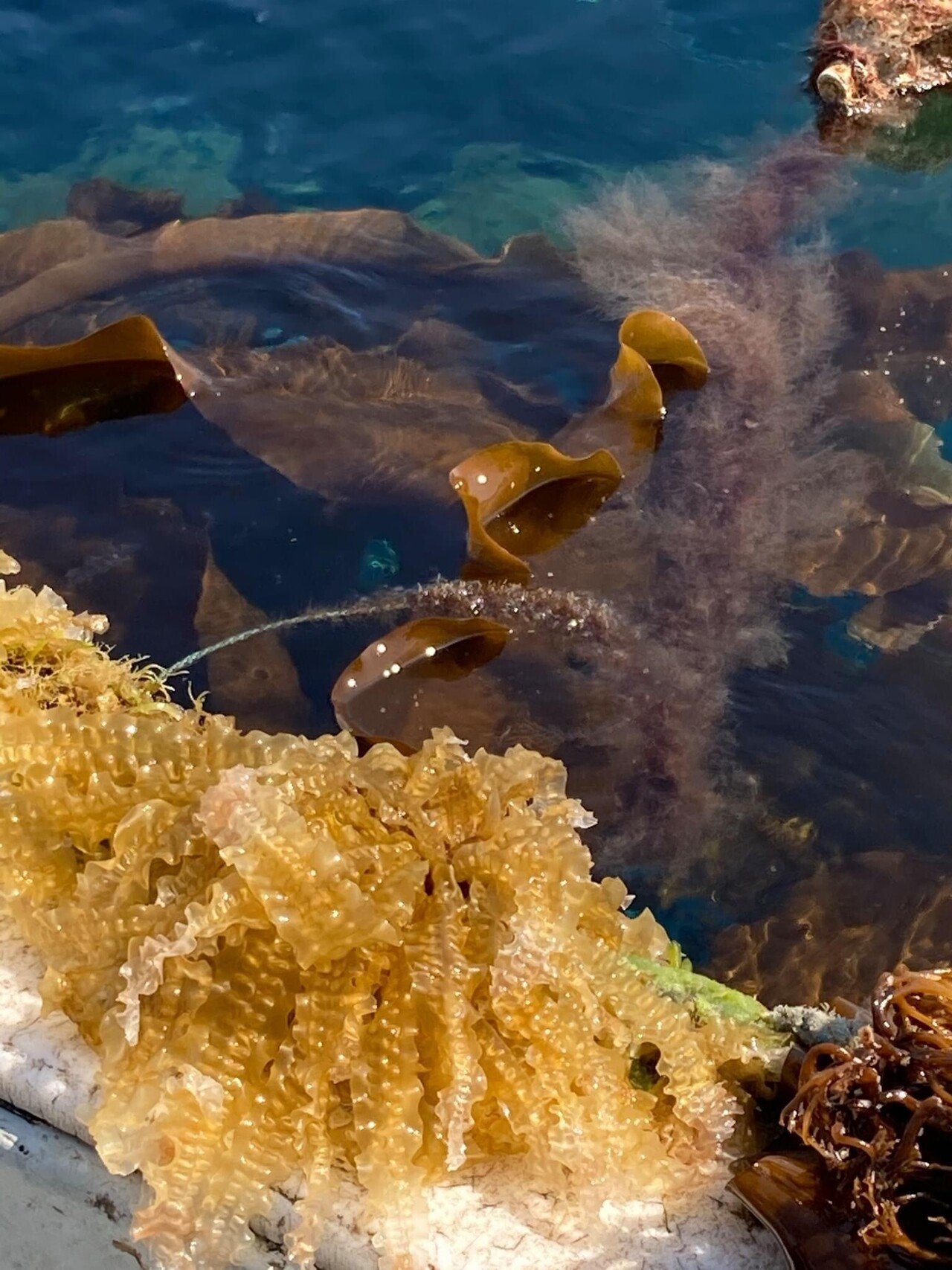 昆布はどこからどこへ行く 真昆布 松田真枝 Note 昆布はどこからどこへ行く 真昆布 松田真枝 Note