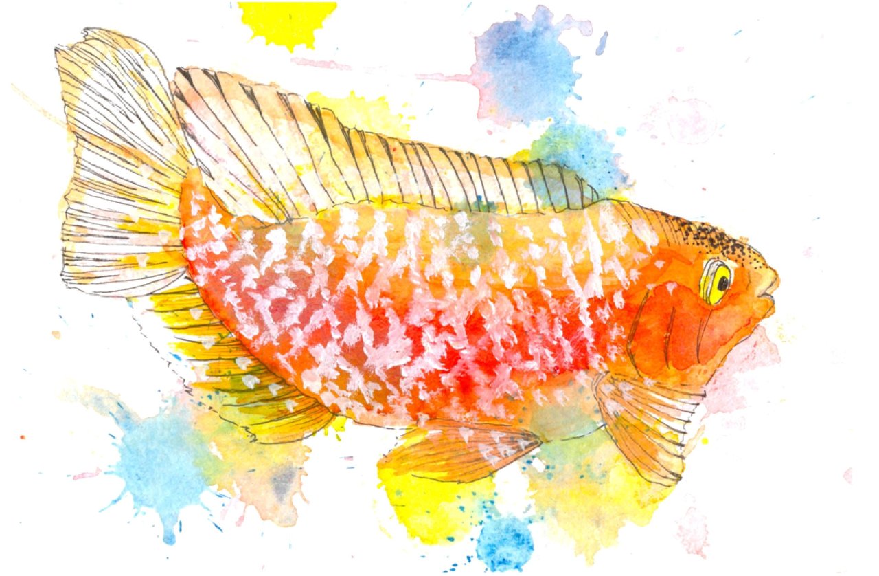 オレンジの魚 Sizuku Note オレンジの魚 Sizuku Note
