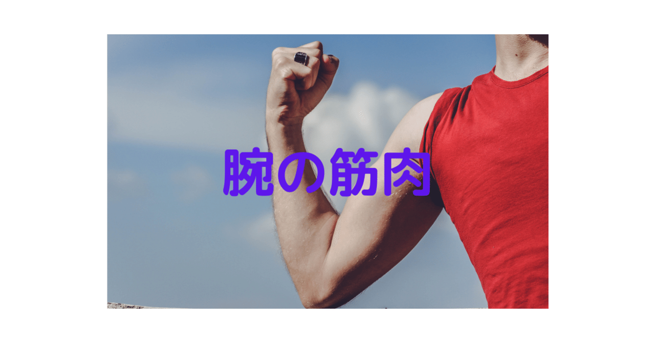 腕の筋肉 キョーコ Note