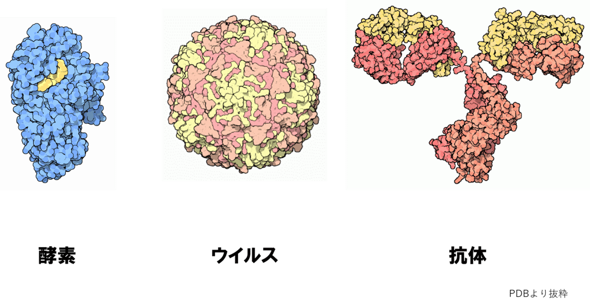 酵素ウイルス抗体