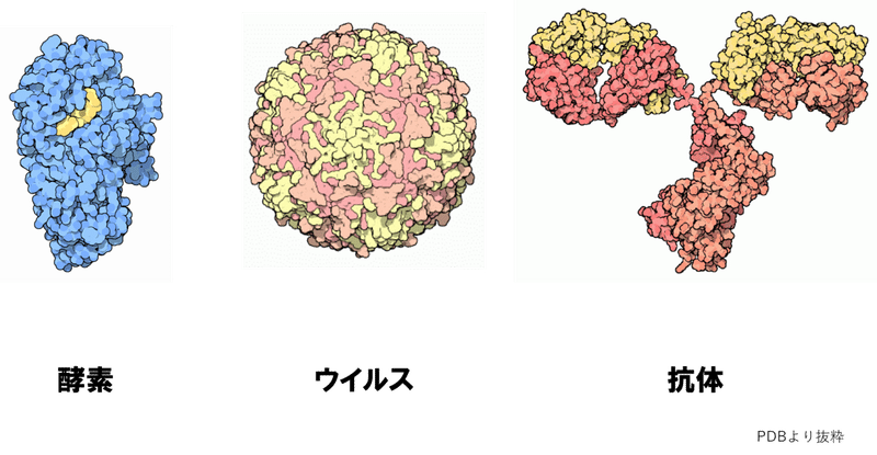 酵素ウイルス抗体