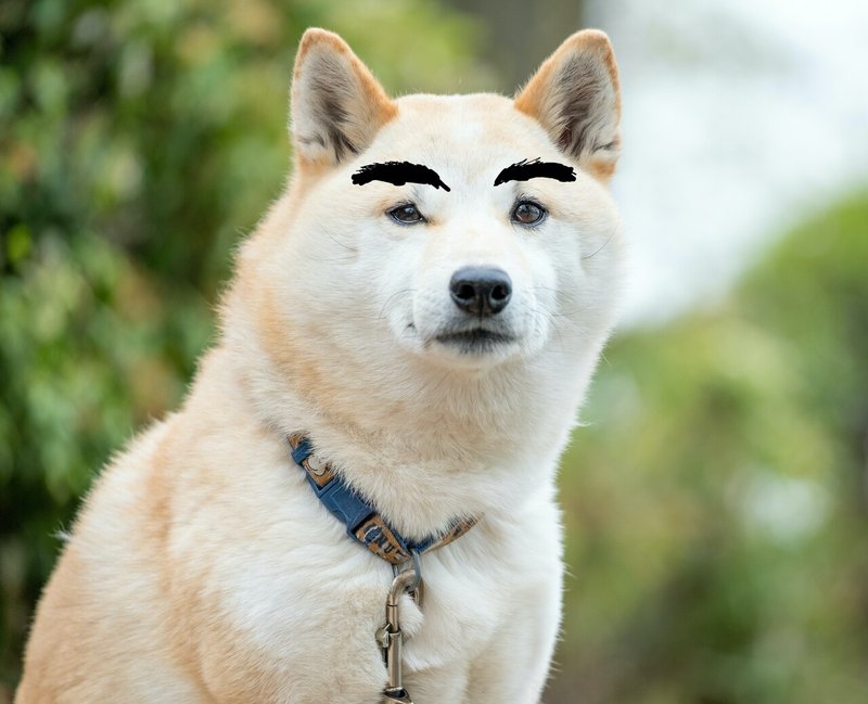 まゆげ犬 と 家族のこととか その他諸々 ケンスケ Note まゆげ犬 と 家族のこととか その他諸々 ケンスケ Note