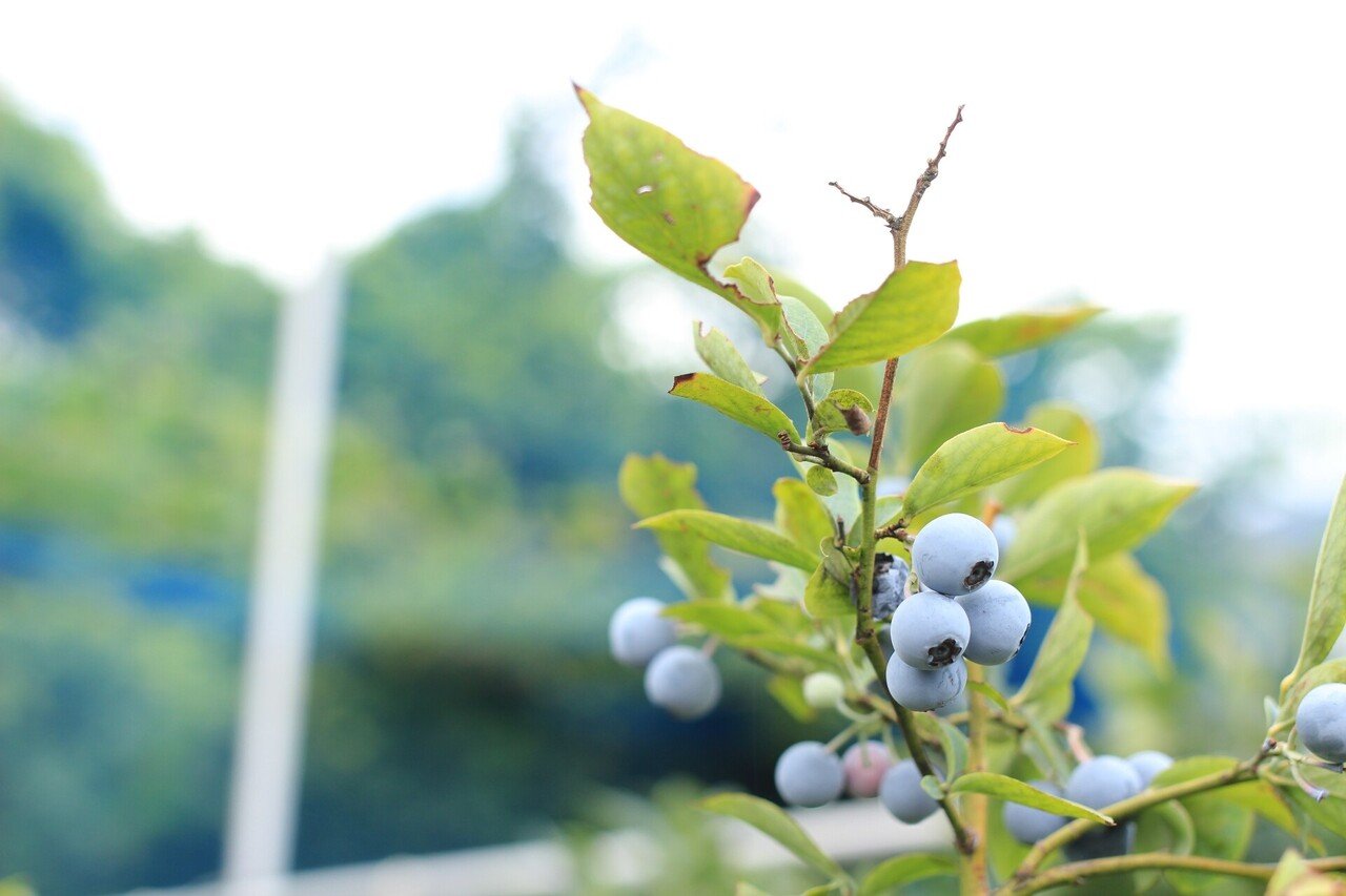 ブルーベリー狩り 美園フルーツファーム あんの 順 普段使いのスピリチュアル Note