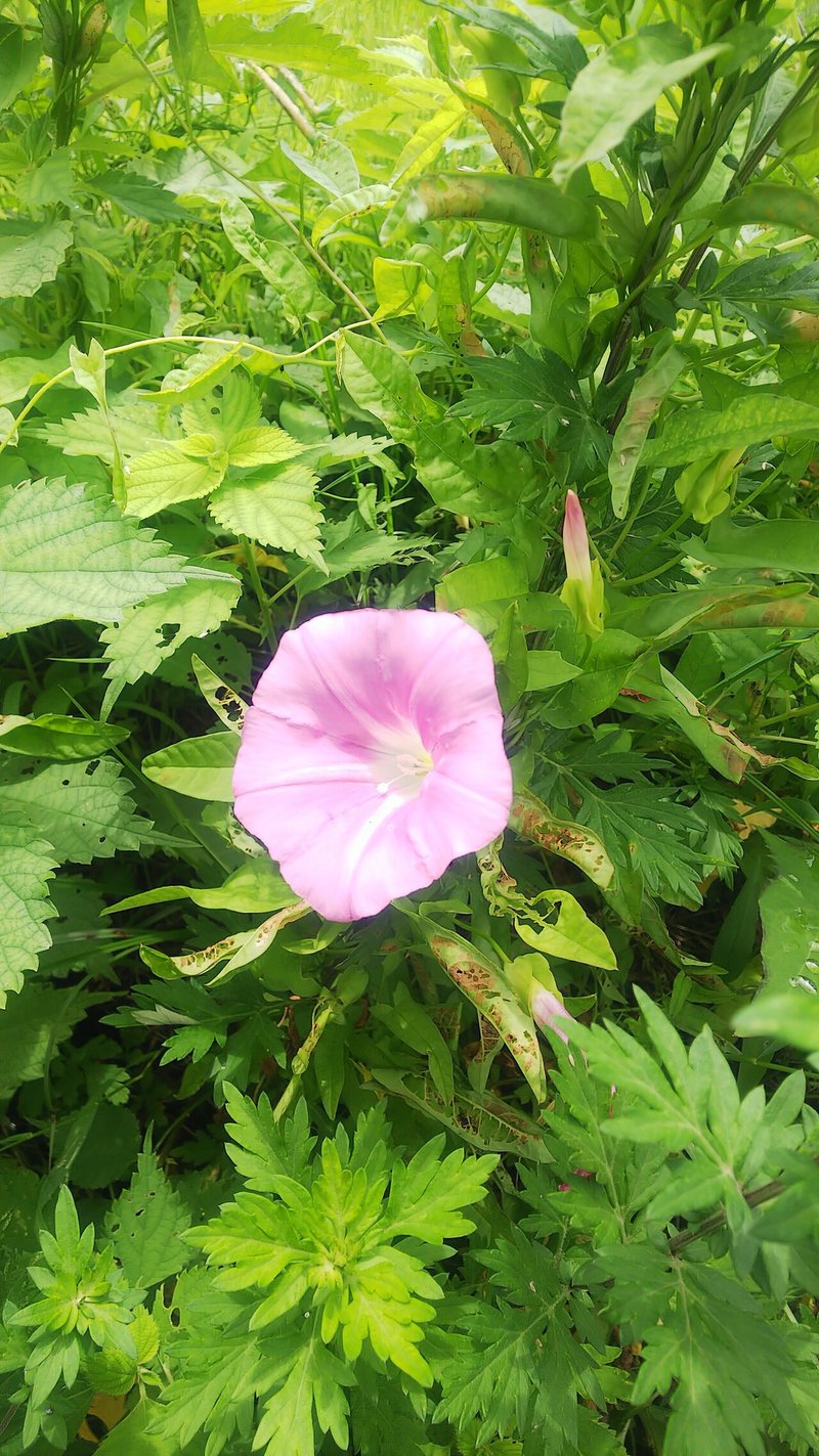 コヒルガオ あおはくたき Note