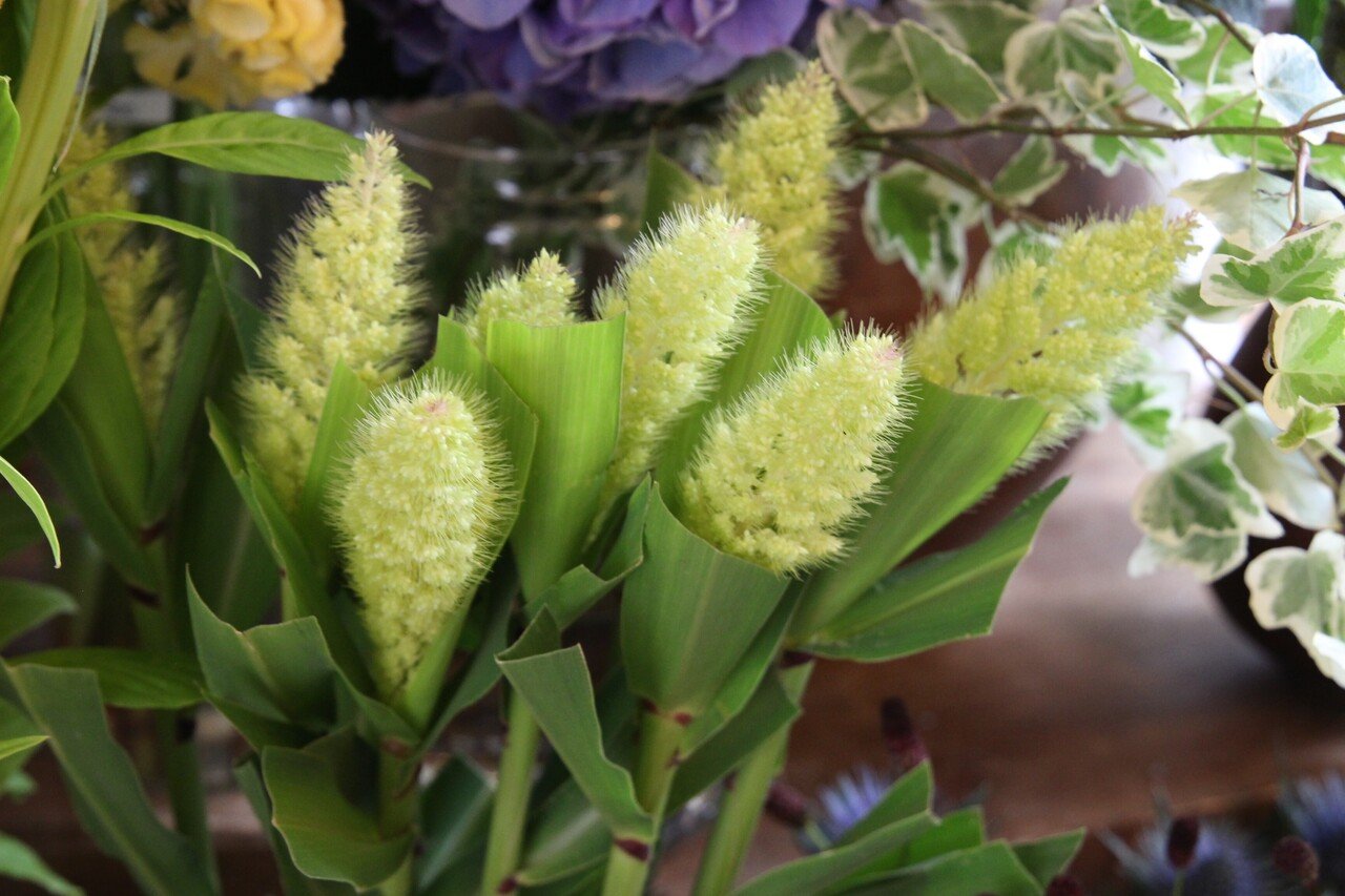 はながすきすぎる 愛着 花屋konoha Note