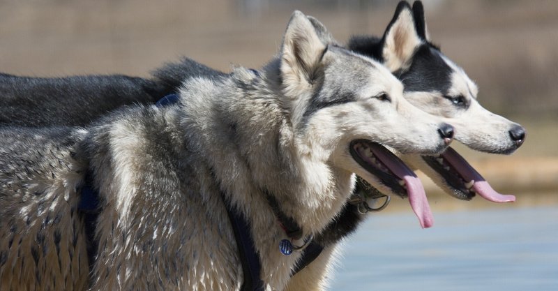 Missionary Positionで愛を営むSiberian Husky犬に、隣家の弁護士は何て声をかけたのか ──《can》と《can’t》の発音聞き分けは難しい!
