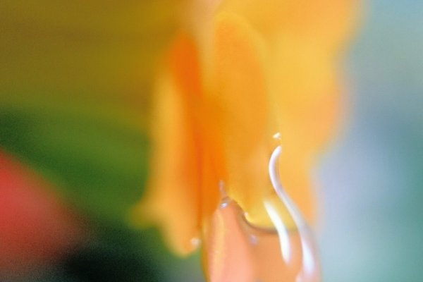 カランコエの花言葉幸福を告げるあなたを守るたくさんの小さな思い出 の新着タグ記事一覧 Note つくる つながる とどける カランコエの花言葉幸福を告げるあなたを守るたくさんの小さな思い出 の新着タグ記事一覧 Note つくる つながる とどける