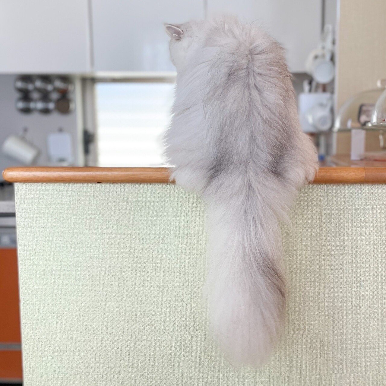 猫は変容を担当し、深刻さを解除する｜池谷和浩