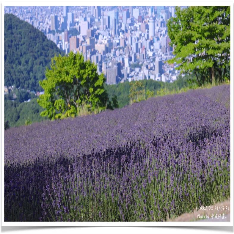 幌見峠ラベンダー畑行ってきました〜！｜エフゲニーマエダ（平成林業。）