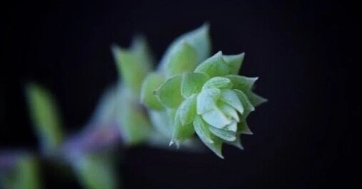 おまとめ中！多肉植物^o^ 火祭りの光