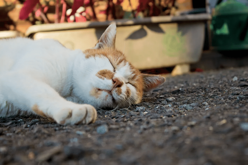 猫　寝る　暑い