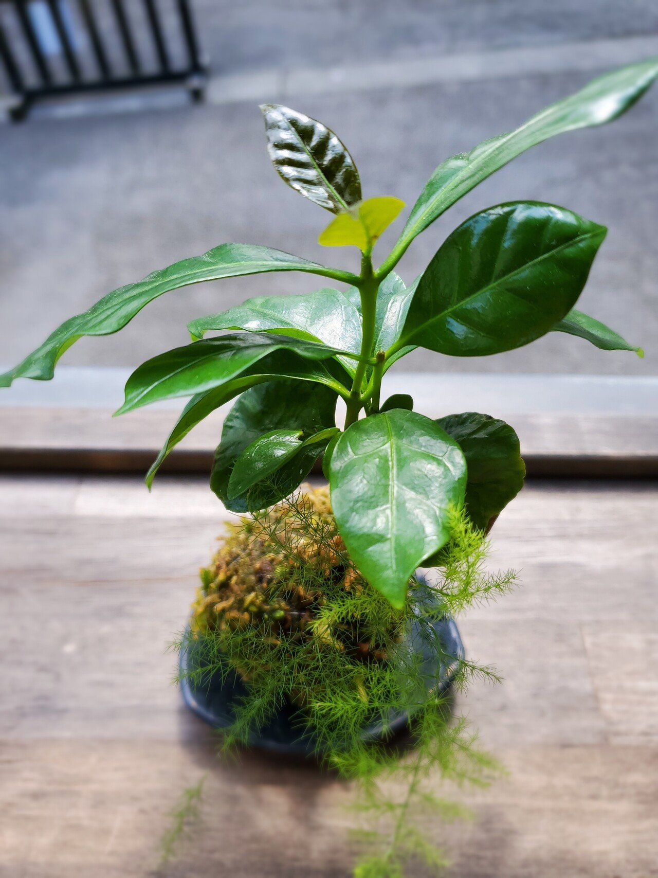 日本製造コーヒーの木　苔玉　︎心の落ち着き︎ 観葉植物