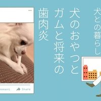 犬の離乳食っていつまで Nami Note 犬の離乳食っていつまで Nami Note