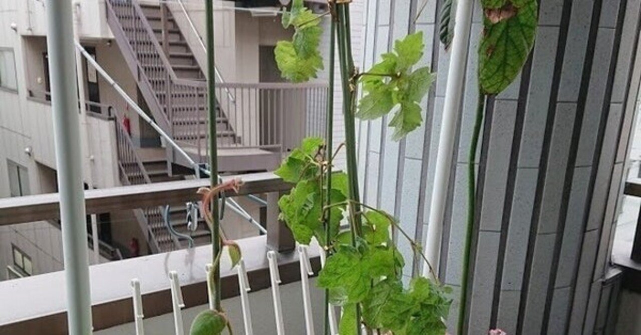 梅雨時はキウイの葉が枯れるらしい 高林夕子 Note 梅雨時はキウイの葉が枯れるらしい 高林夕子 Note