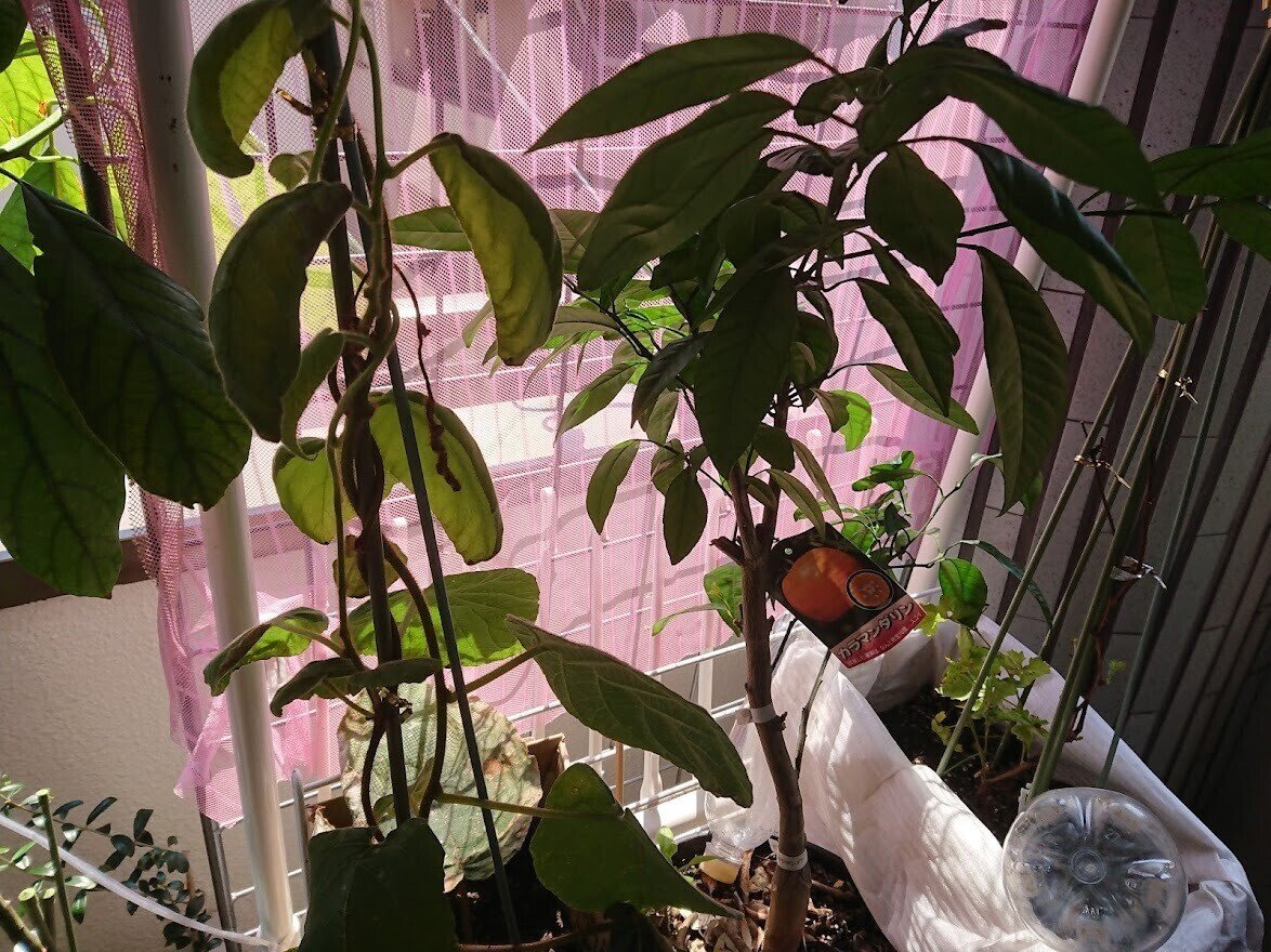 梅雨時はキウイの葉が枯れるらしい 高林夕子 Note 梅雨時はキウイの葉が枯れるらしい 高林夕子 Note