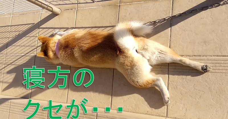 寝方のクセが強すぎる犬