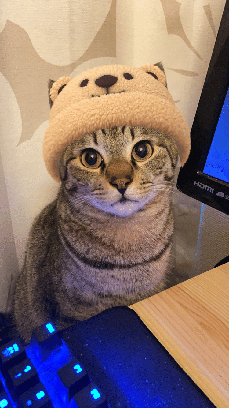 もらった画像だけれど、面白いアプリがあるね。猫にカメラを向け、装飾を選ぶと、自動的にこんな風になる。人間に向けても、被写体に帽子は被せられない。猫限定。どこで猫と判断するのかな。AIのなせる技。