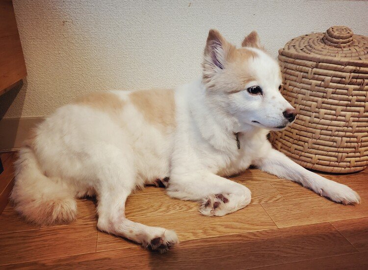 基本、すみっコぐらしです。

#dog #inu #犬 #犬の麩 #犬のいる暮らし #猫の幸犬の麩 #love #moritaMiW
https://instagram.com/catsachi.dogfu