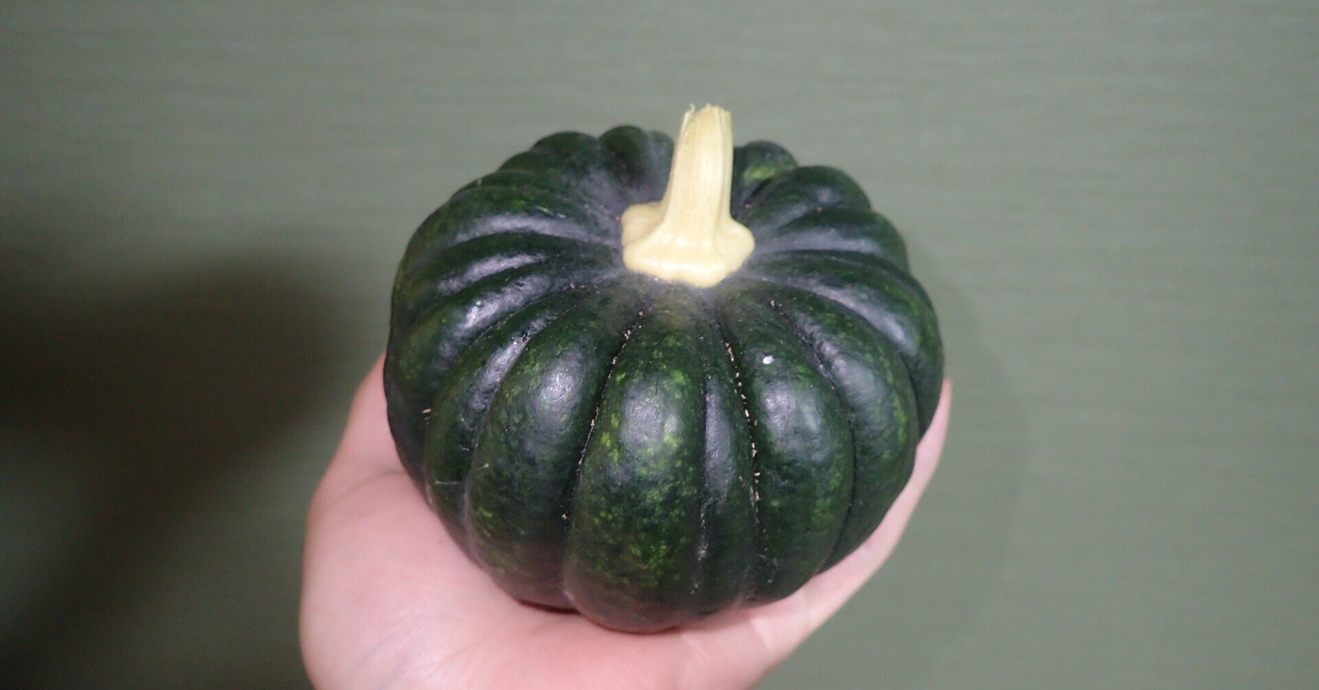 甘さ控えめ 和食向きのカボチャ 小菊 が収穫できました みっちー くらどに屋 Note 甘さ控えめ 和食向きのカボチャ 小菊 が収穫できました みっちー くらどに屋 Note