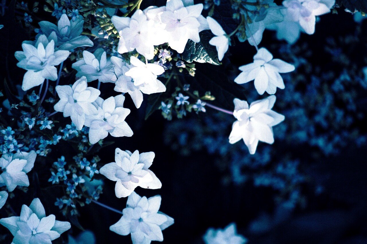 ８月新着教室のお知らせ Curbon Monthly Letter Curbon 写真と歩むライフスタイル Note