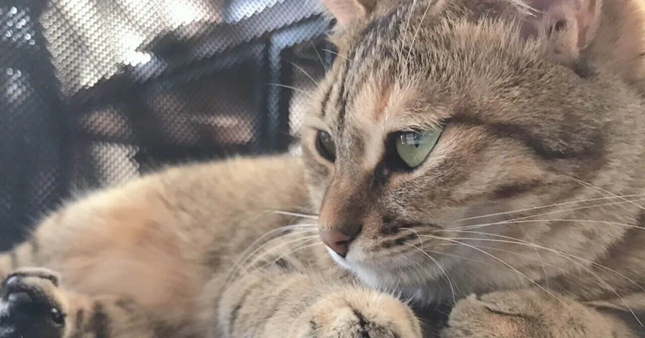 不思議だなと思う事｜ウチの猫わさび｜kitaQ-nyan｜note