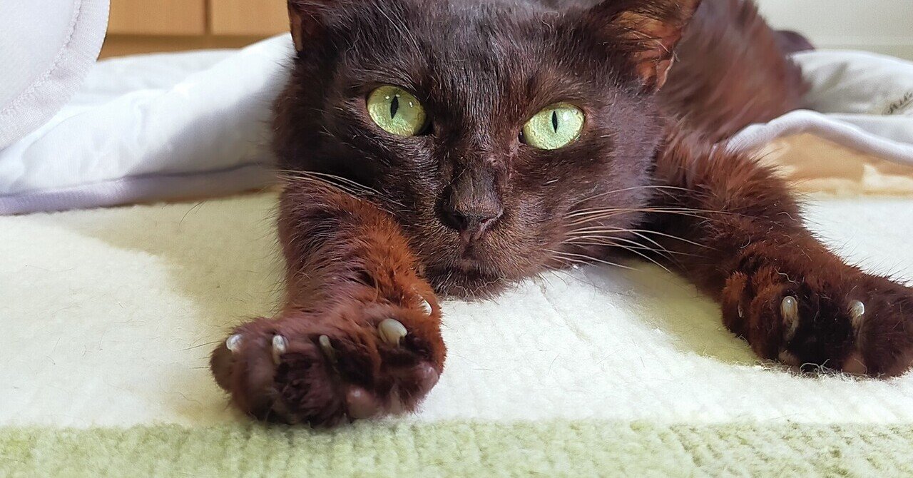 チェリオの闘病とご支援のお願い 保護猫カフェたまゆら Note
