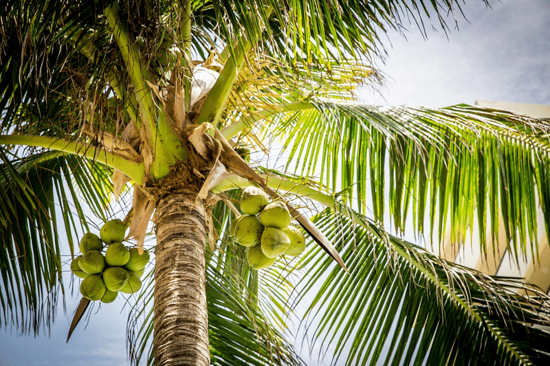 夏　ココナッツ