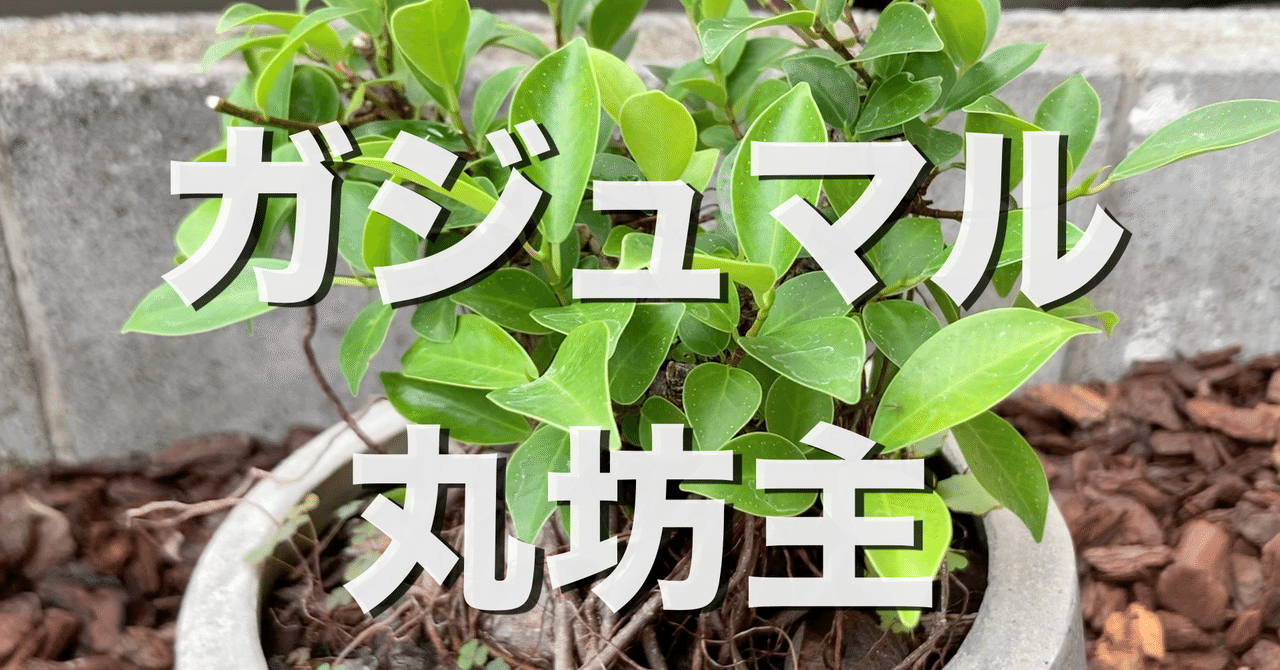 取り木 の新着タグ記事一覧 Note つくる つながる とどける
