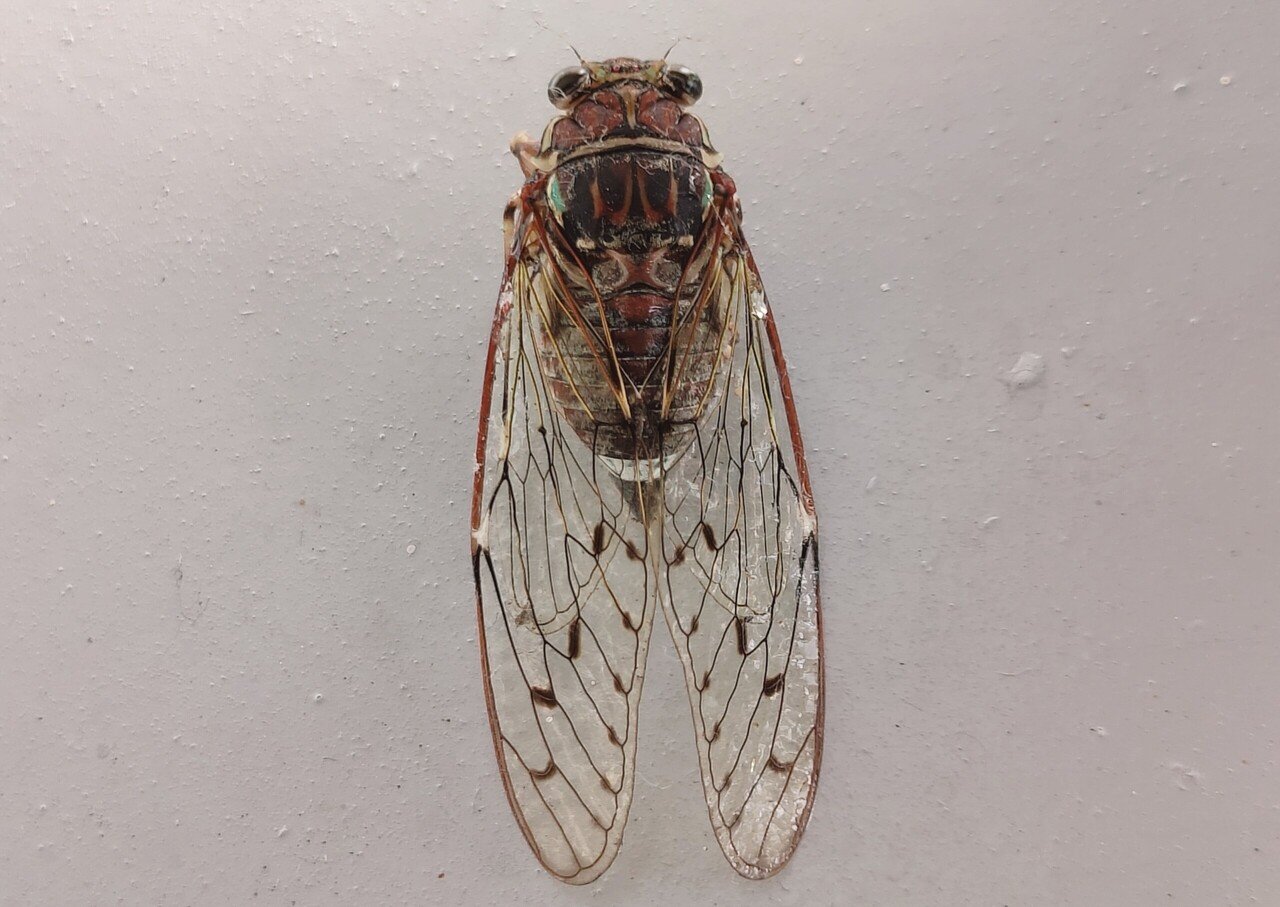 57 ヒグラシ 初めて遭遇しました 蝉たちの声に夏を感じます ｰ 米鳥雛守丨hinamori Metori Note