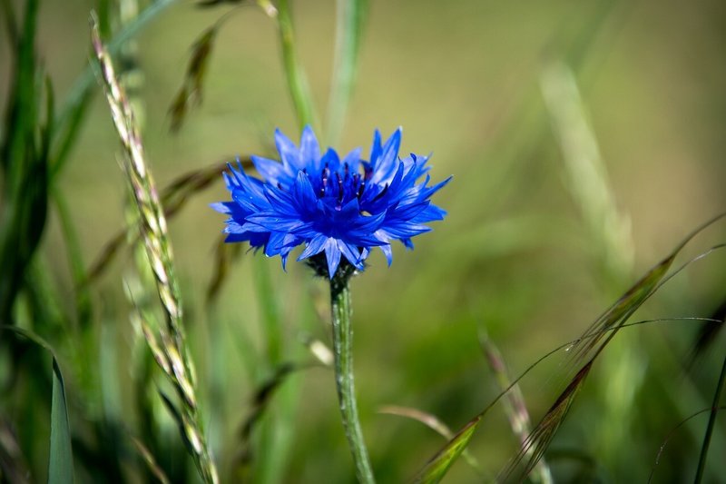 ヤグルマギク の新着タグ記事一覧 Note つくる つながる とどける