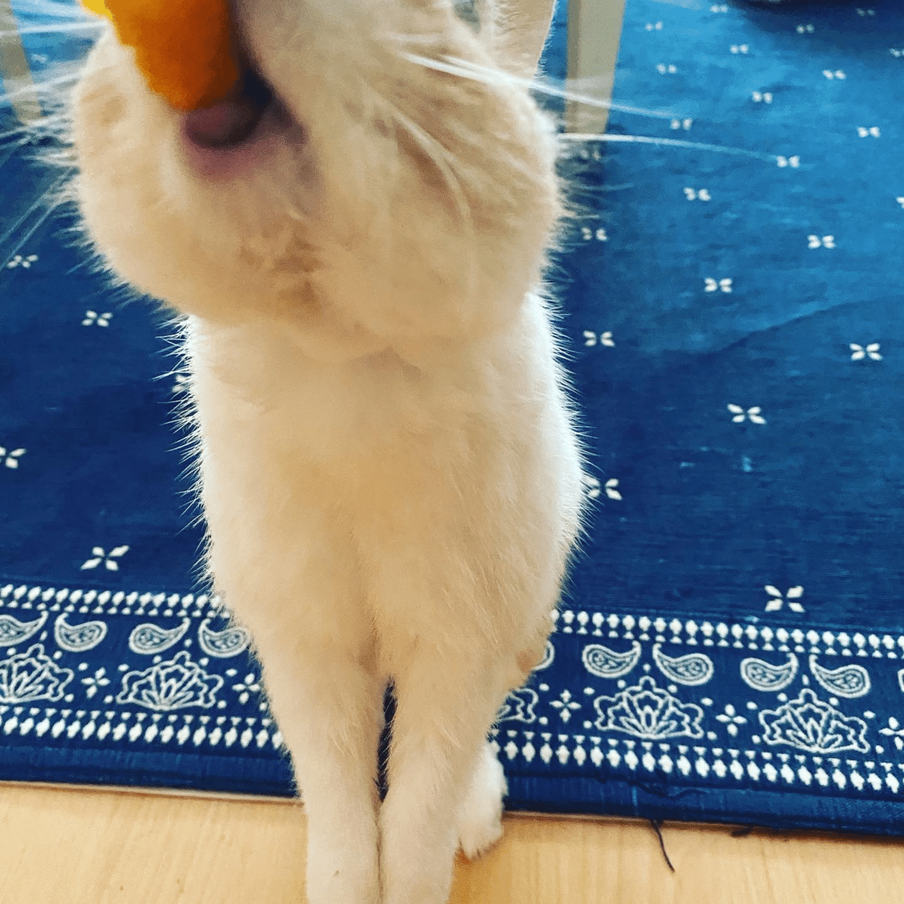 これはおやつを喜ぶうさぎさんの口元 モットヨコセ うさぎ かわいい ペット 草も食え あーーの Note これはおやつを喜ぶうさぎさんの口元 モットヨコセ うさぎ かわいい ペット 草も食え あーーの Note